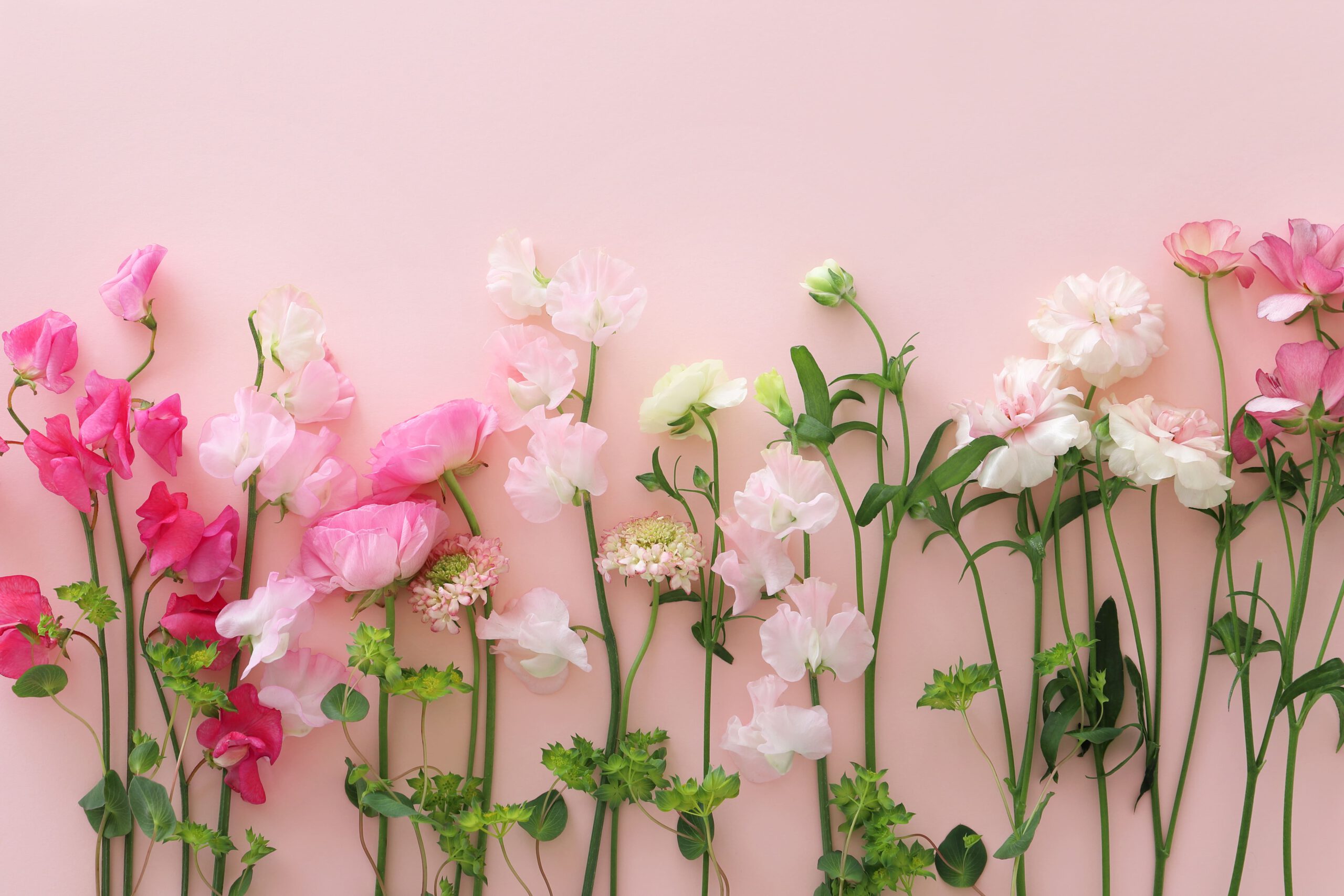 スイートピーなどの春の花たち